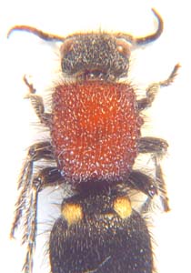 Scoliidae sp. ( Velvet ant.)