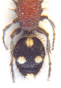 Trispilotilla sp. (Velvet ant)