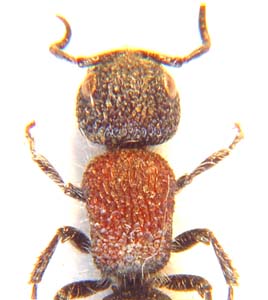 Labidomilla antiope. (Velvet ant)