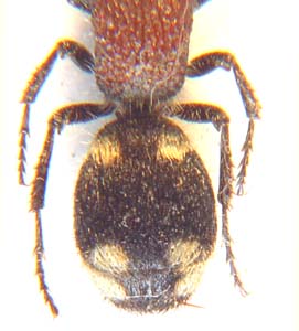 Labidomilla antiope. (Velvet ant)