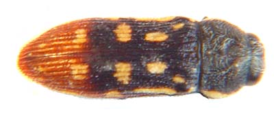 Acmaeodera signifera varicolor.