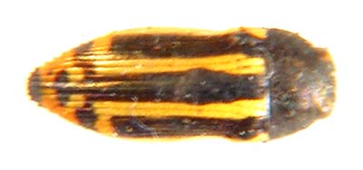 Acmaecdera grata. ssp.
