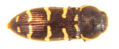 Acmaecdera hessei ssp.