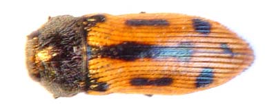 Acmaecdera grata. ssp.