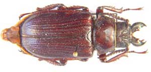 Cantharocnemis pilicipennis
