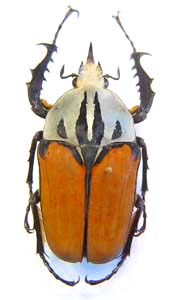 Mecynorhina oberthuri. Fairmaire.