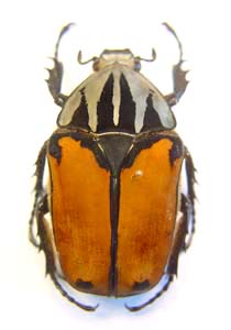 Mecynorhina oberthuri. Fairmaire.