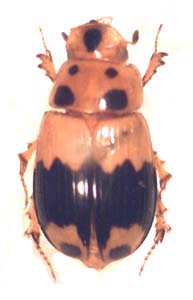 Aphodius (adeloparius) septemmaculatus. Fabricius.