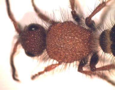 Dasylabris merope. (Velvet ant )