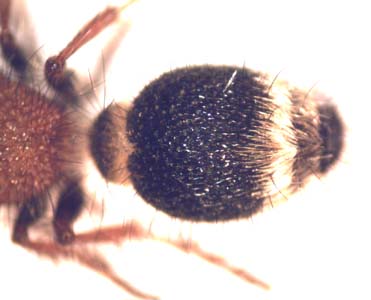 Dasylabris merope. (Velvet ant )