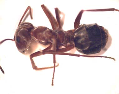 Cremastocheilini sp. (ant cetonia)