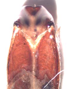 Coenochilus calcartus (ant cetonia)