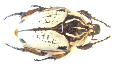 Goliathus orientalis quadrimaculatus. var. female.