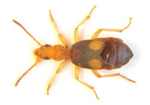 Crepidogaster sp.