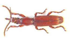 Brentidae. sp