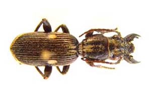 Carabidae sp