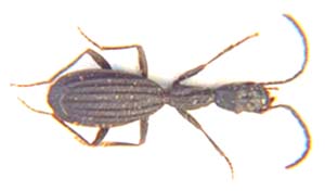 Carabidae sp.