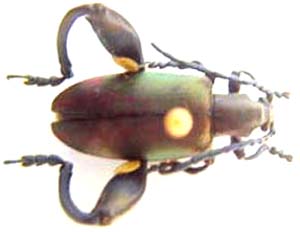 Chrysomelidae sp.