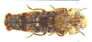 Anadora cupriventris.