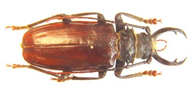 Anthracocentrus capensis