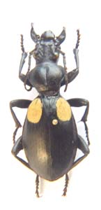 Thermophilum homoplatum var incolata.