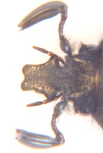 Ichnestoma sp. ( Completly Blackish, no white.)