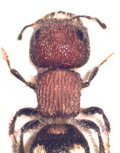 Brachymutilla sp. (Velvet ant )