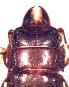 Nitidulidae sp.
