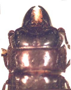 Nitidulidae sp.