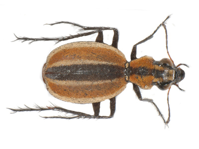 Graphipterus sp.