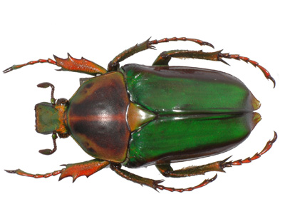Neptunides polychrous fuscipennis f green.