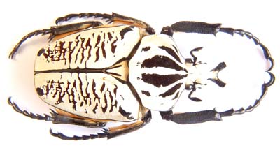 Goliathus meleagris undulatus. var.