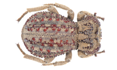 Pseudomachla matabelae