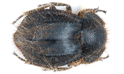 Pseudomachla deser