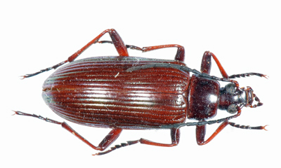 Praeugena subvittata.