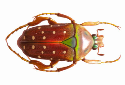 Aphelorhina neumanni ruteri var rufino