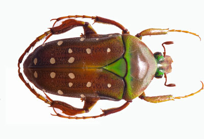 Aphelorhina neumanni ruteri