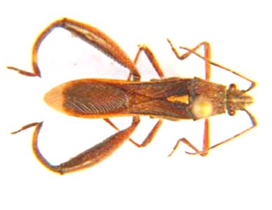 Alydidae sp.