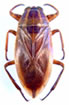 Belostomatidae
