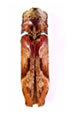 Elateridae