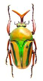 Eudicella