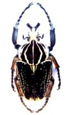 Goliathus