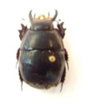 Other Insect Families