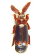 Paussidae
