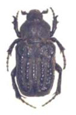 The Ant Cetoniinae
