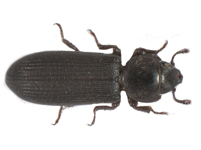 Languriidae sp