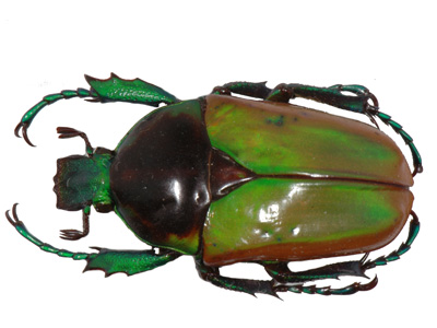 Neptunides polychrous  polychrous f marginipennis Allard.