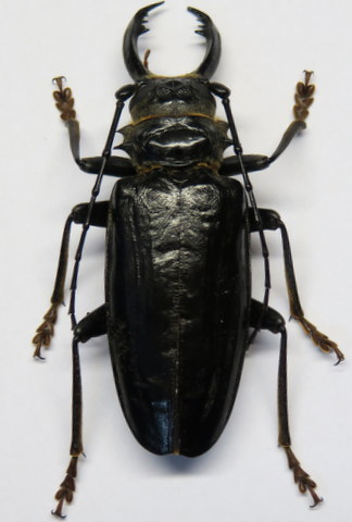 Prionidae sp