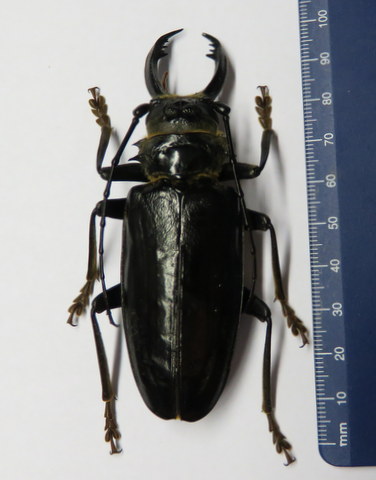 Prionidae sp