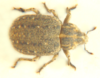 Weevil sp